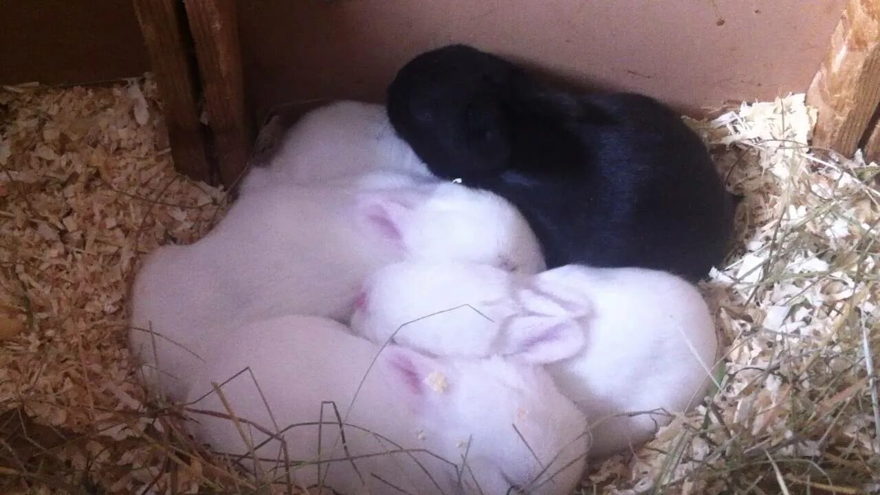 Сколько вынашивают кролики. Новорожденные крольчата. Новорожденный крольчонок. Карликовые кролики Новорожденные. Новорожденные кролики фото.