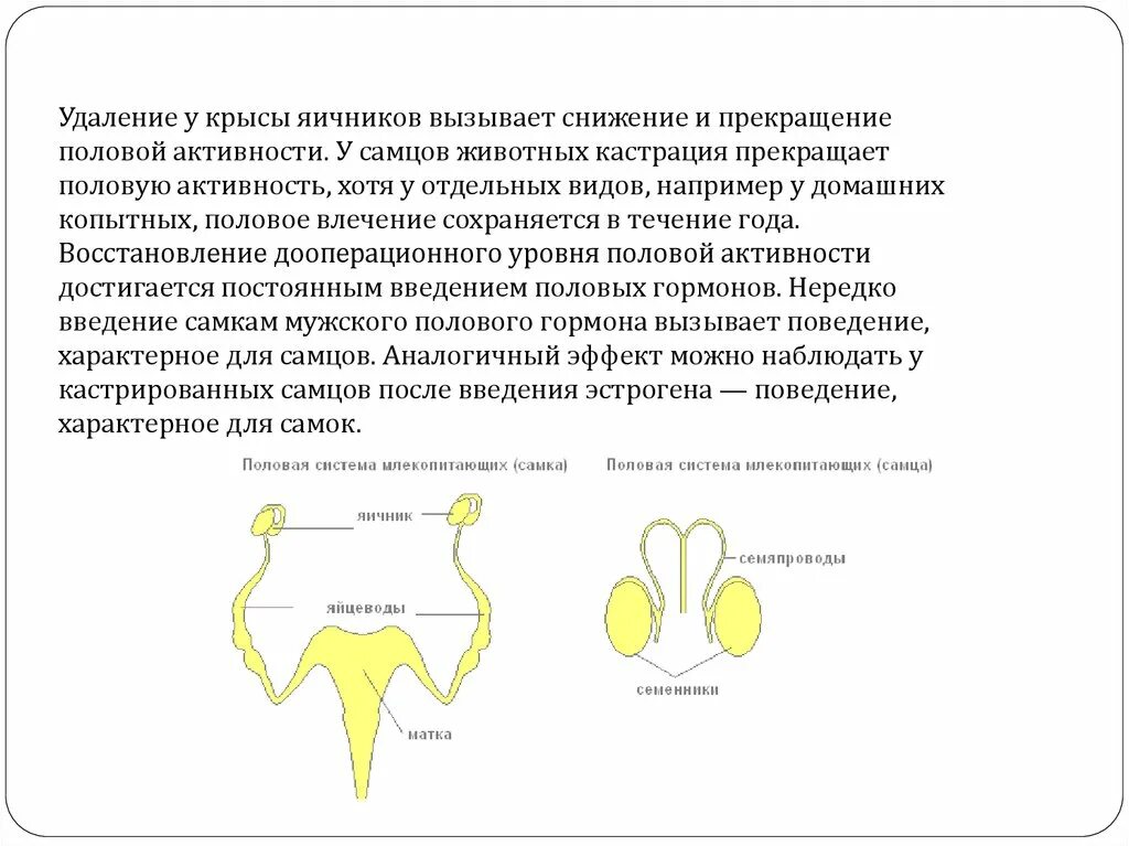 Половая система млекопитающих строение. Половая система млекопитающих схема. Строение половой системы крысы. Функции половой системы млекопитающих.