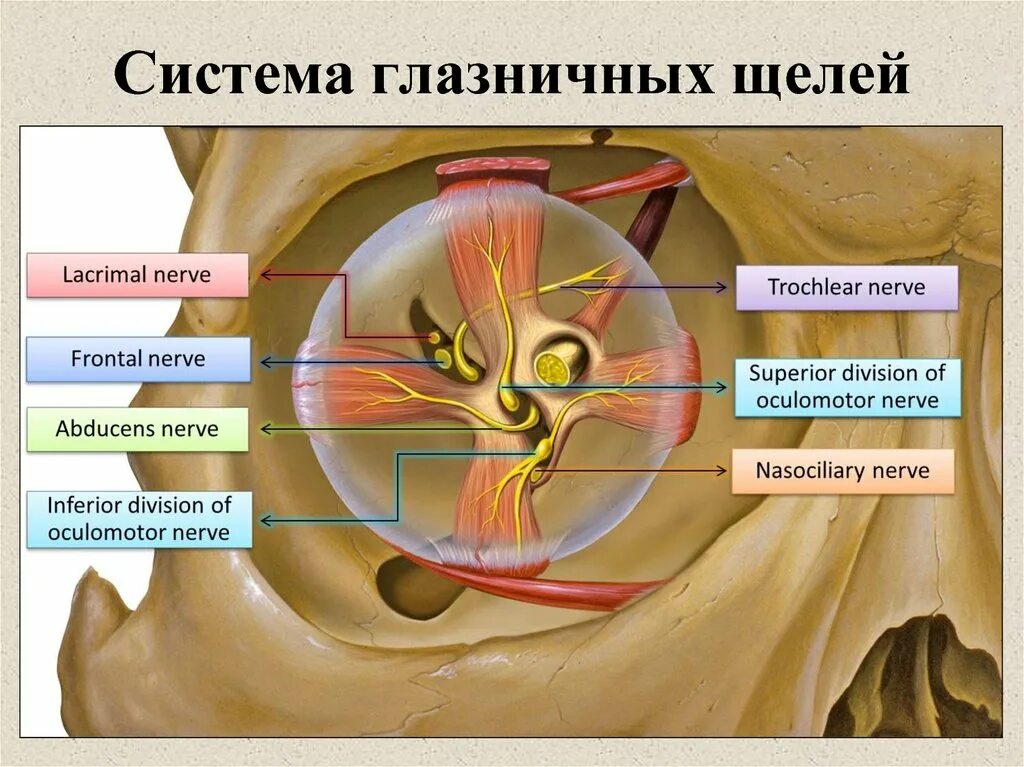Через глазничную щель проходят. Fissura orbitalis. верхняя глазничная щель анатомия. fissura orbitalis superior. фиссура орбитали супериор анатомия.