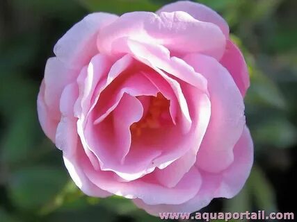Un rose