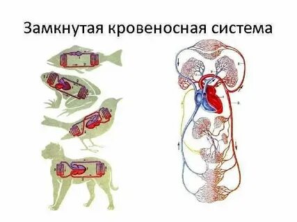 Незамкнутая система животных