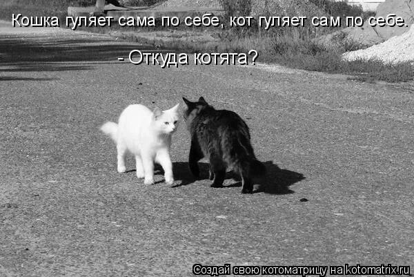 Кот который гуляет сам по себе юмор. Котик гуляет. Котики встречаются. Кошка друг человека. Кошка сама пришла