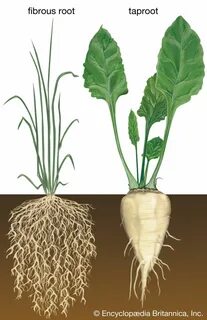 Self root root