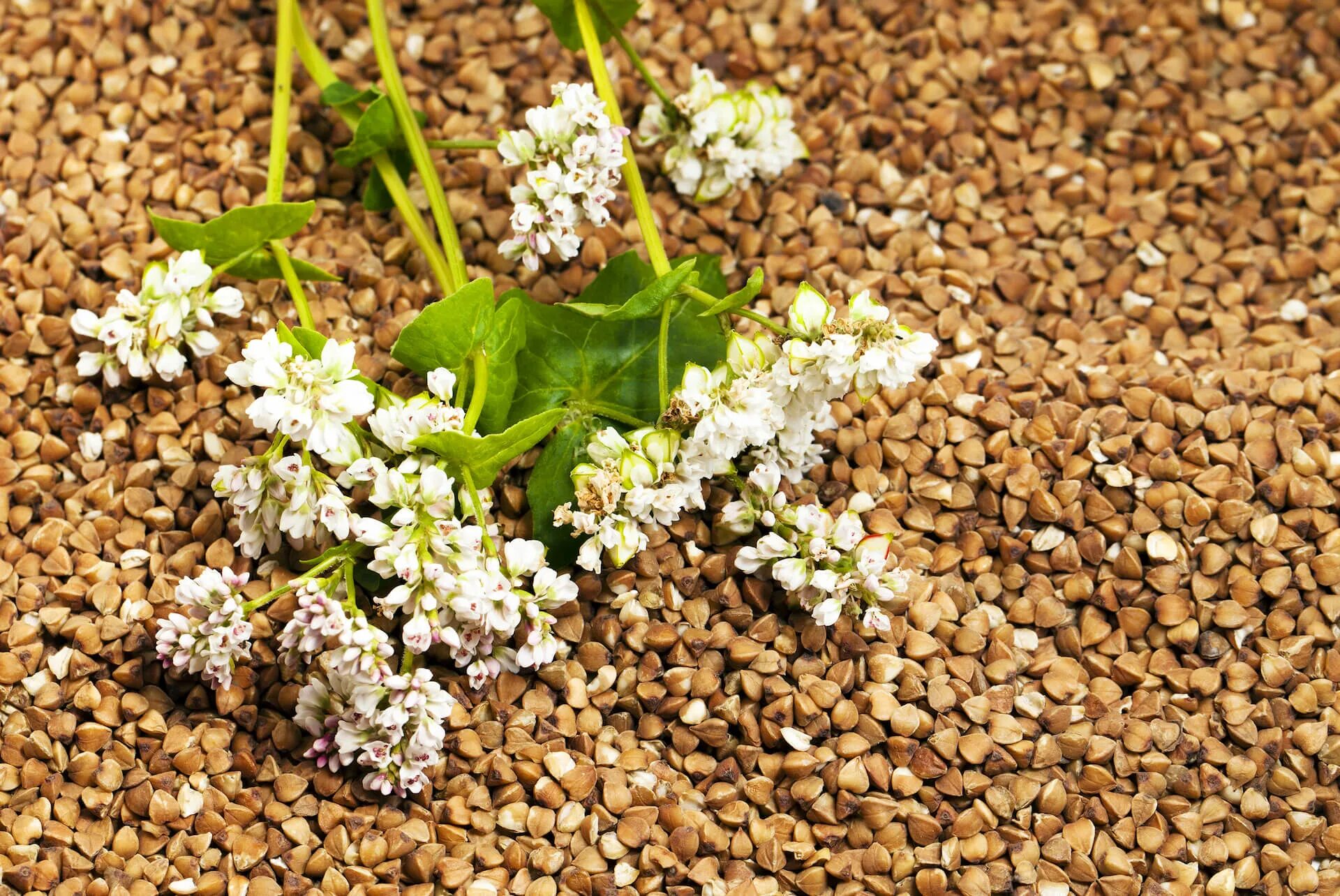 Гречиха посевная зерновая культура. Цветы гречихи. Гречиха 'зелёноцветковая'. Гречиха башкирская красностебельная. Культура гречихи.