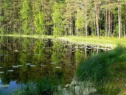 Растительный и животный мир озера