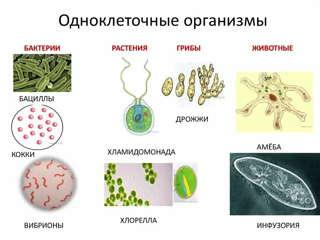 Одноклеточные организмы бактерии водоросли. Эукариотические одноклеточные микроорганизмы. Одноклеточные оргаганизмы. Одноклеточные бактерии примеры.