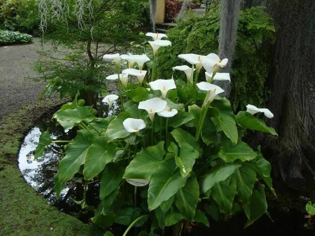 Calla Lily Garden Lily garden, Calla lily, Planting flowers