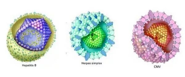 Herpes simplex 1 и 2