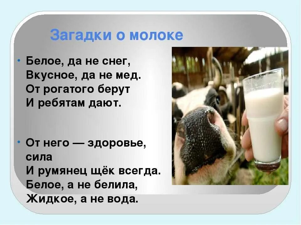 Загадка про молоко. Загадка о молоке для детей. Загадка про молоко для детей. Загадки о молоке. Что пьет корова загадка