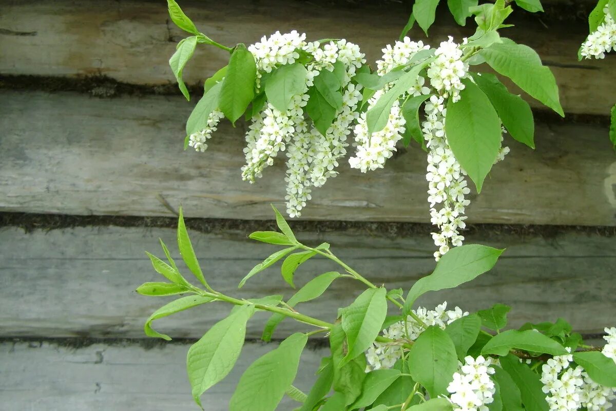 Тенистый садик из лип черемух. Черемуха. Черемуха поздняя кустарник. Майская черемуха. Черемуха в Воронеже.