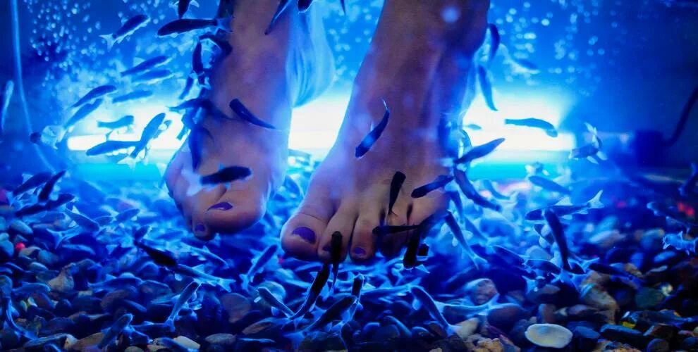 Гарра руфа рыбки. Рыбки для пилинга ног. Рыбки чин чин и гарра руфа. Пилинг ног рыбками гарра руфа. Гарра руфа фиш спа.