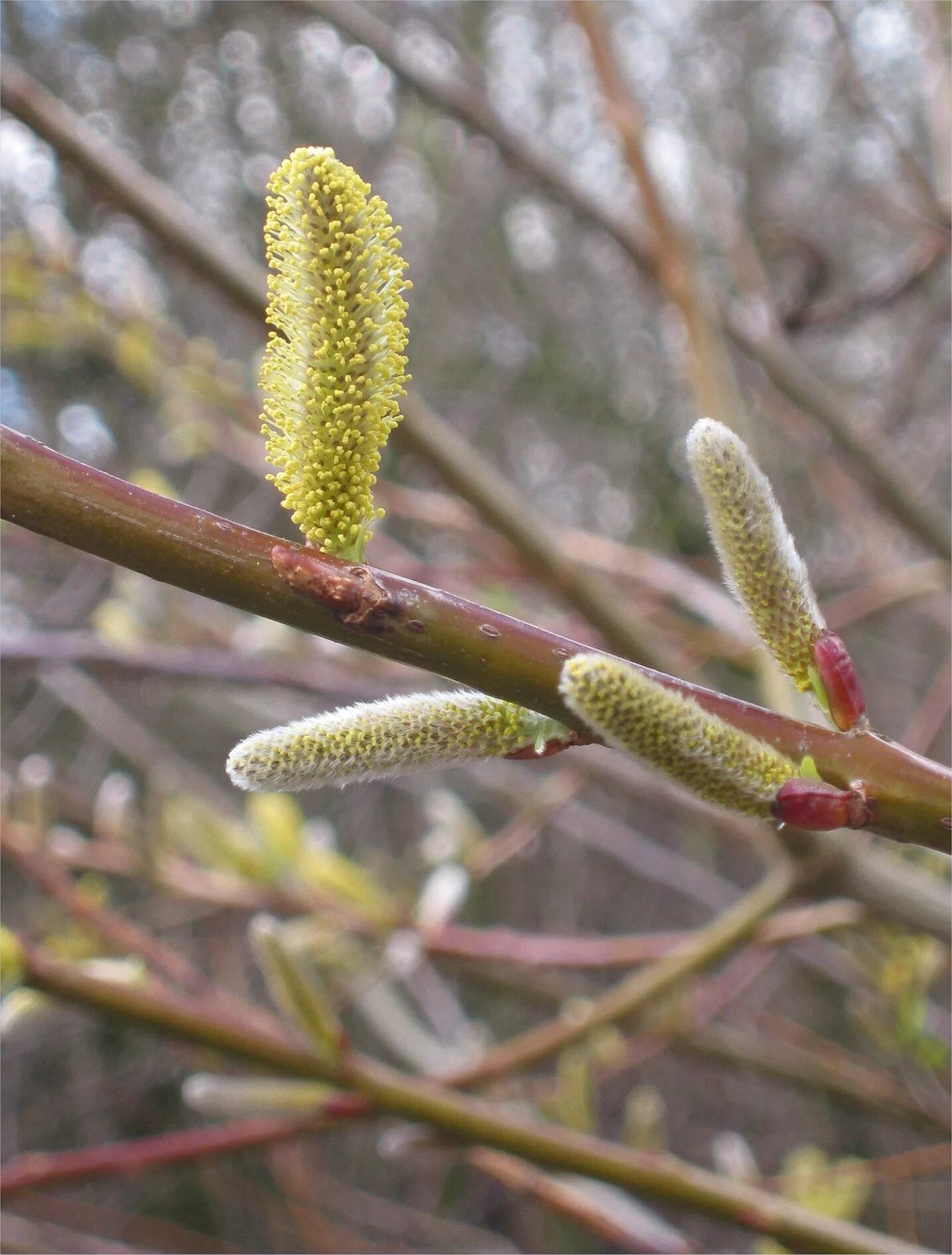 Деревья рода ивовых. Ива ломкая плоды и семена. Ива ломкая побег. Salicaceae плод. Ива ломкая листья.