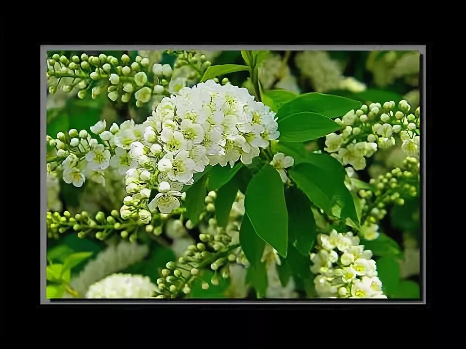 Народное караоке. Караоке песня белая черемуха. Караоке белая черемуха. Черемуха караоке. Караоке народные песни со словами.