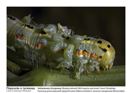 Other insects