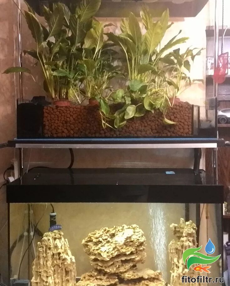 рео фитофильтр. фитофильтр для аквариума. фитофильтр для аквариума 120 см. спатифиллум фитофильтр. фитофильтр виноград.