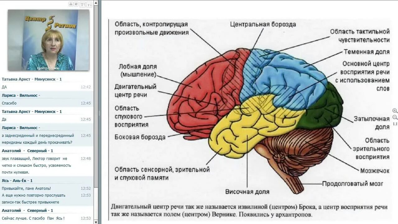 Блоки головного мозга полушарием. Анализаторы лобной доли. гимнастика мозга. центры височной доли. центры лобной доли.