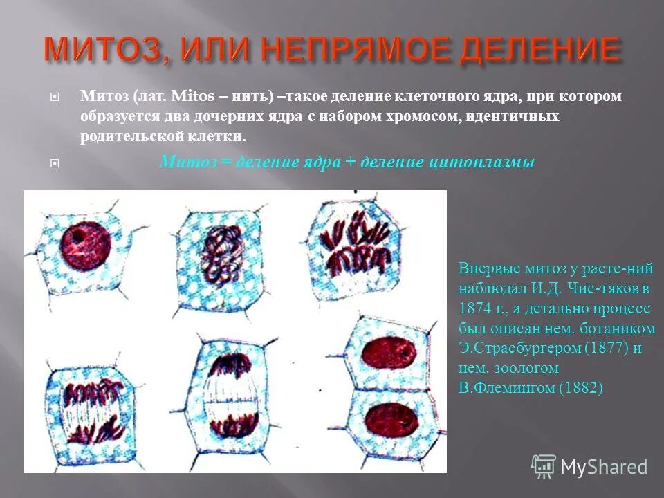 Деление родительской клетки. Митотическое деление ядра процессы. Деление цитоплазмы митоз. Непрямое дление клетки.
