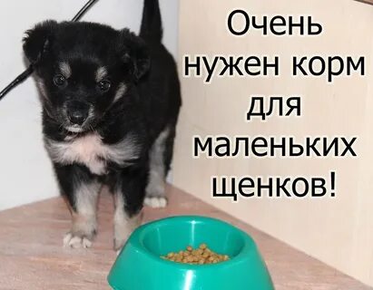 Нужен корм собакам