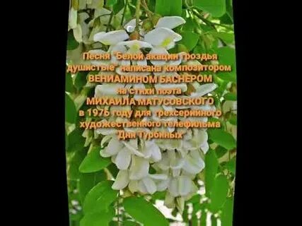 Гроздья акации песня сенчина