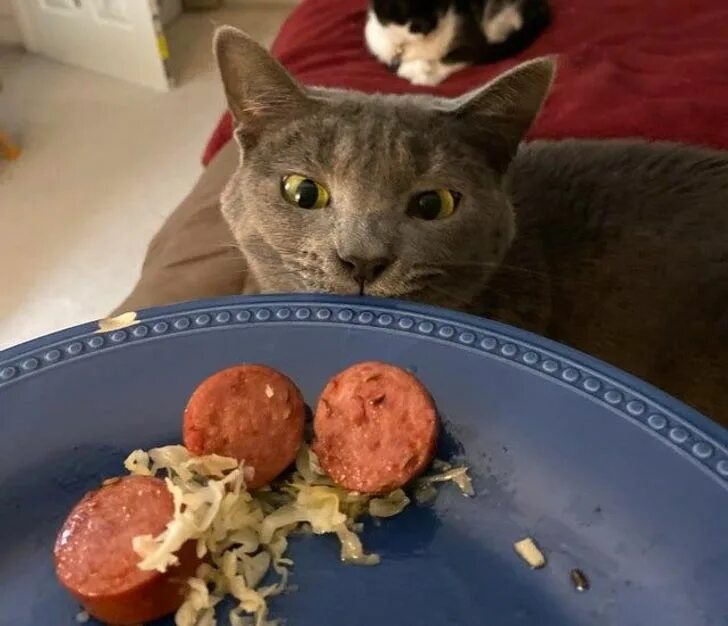 Бесстыжий котенок. Кот ;vs[. Рыжий котик. Самое бесстыжее животное. Кошка приколы бедные и дерзкие фото.