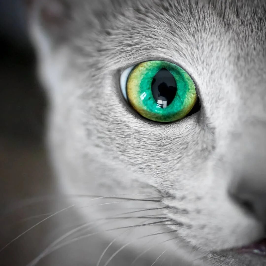 Глаза кошки. Кошка с зелеными глазами. Серая кошка с зелеными глазами. Кошачий глаз.