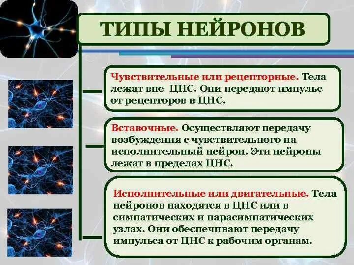 Передача информации в нервной системе. Типы нейронов чувствительные. чувствительный нейрон тела вне цнс. виды исполнительных нейронов. нейроны тела которых лежат вне центральной нервной системы.
