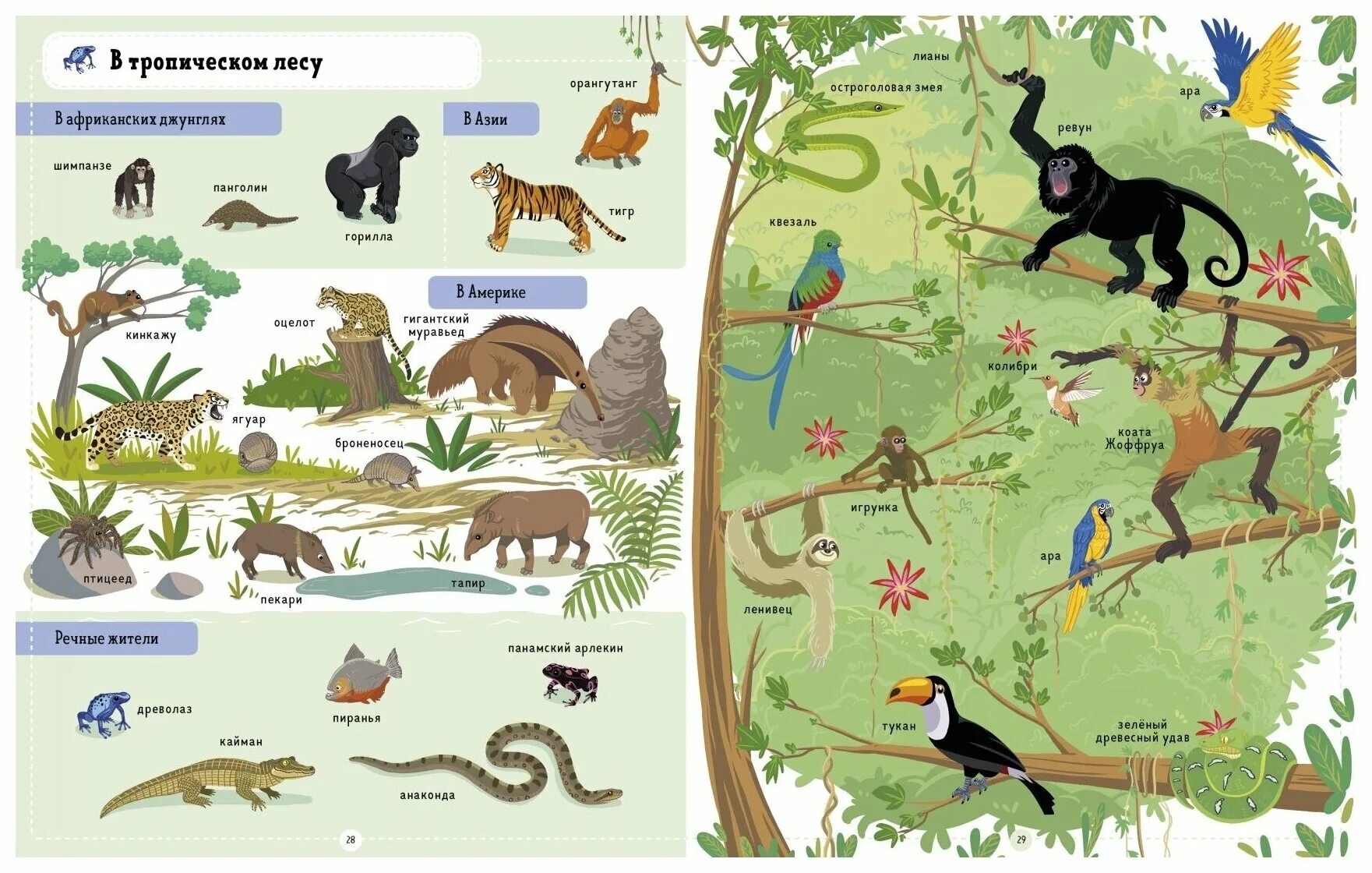 тукан южная америка. тропический лес животные. тропический лес животные. животные тропических лесов горилла. животные тропического леса 1 класс.