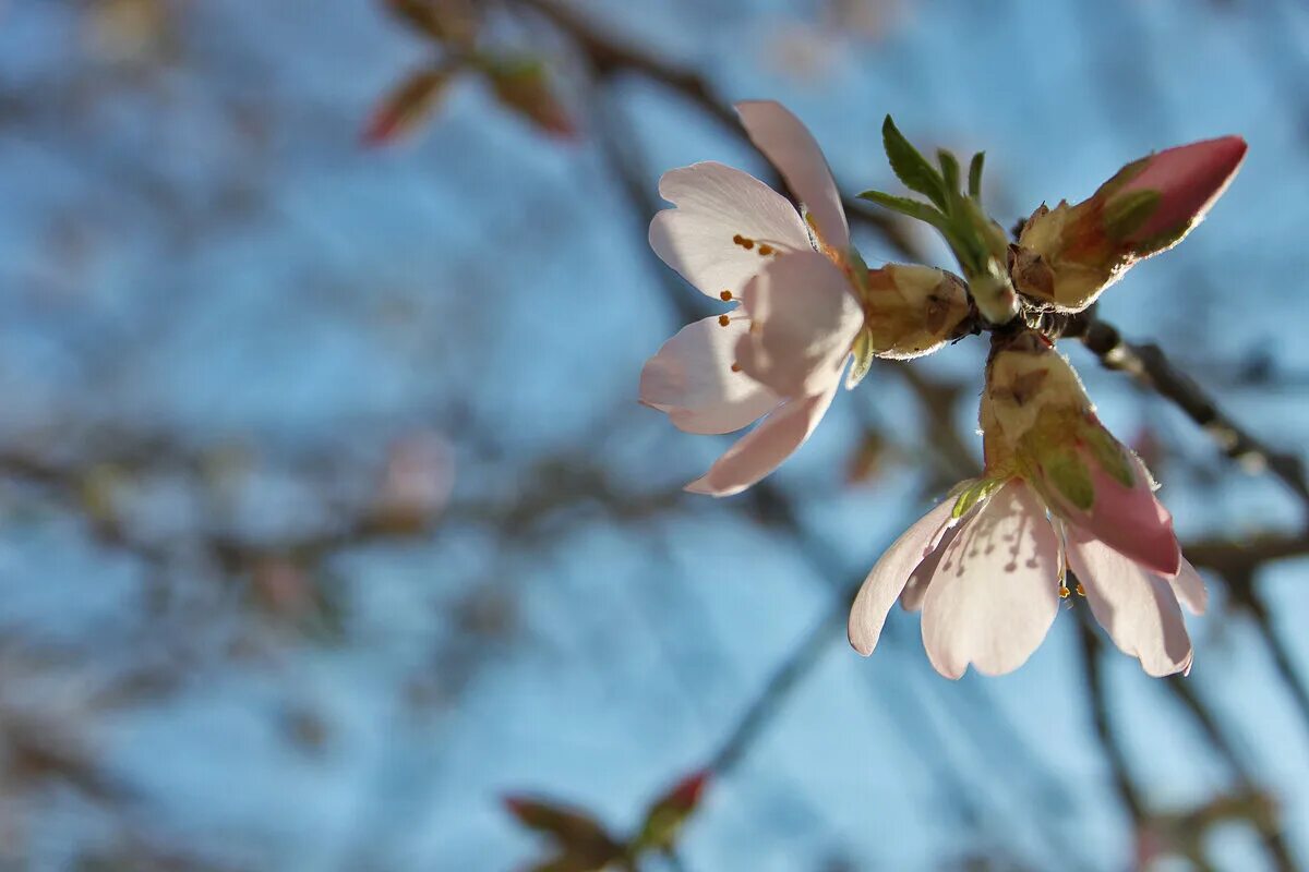 миндаль с корицей. лепестки миндаля на снегу фото. миндаль в кожуре. миндаль бухарский. миндаль видео.