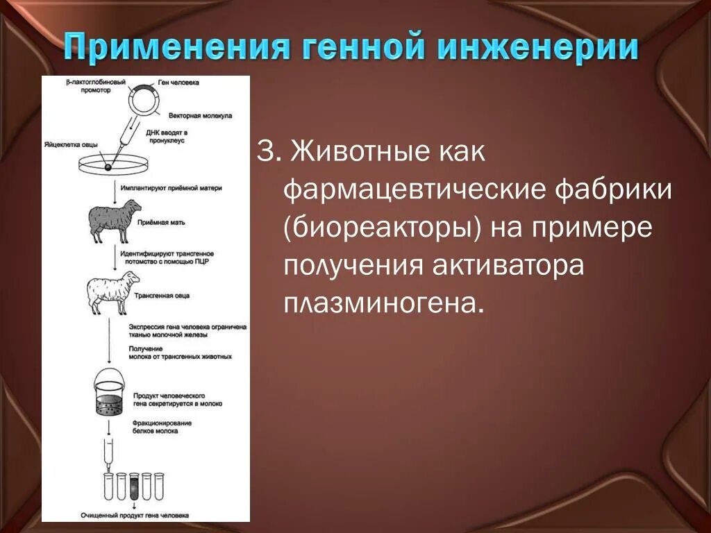 Генная инженерия применение. Генная инженерия примеры. применение геноинженерии. отрасли генной инженерии. области применения генной инженерии.