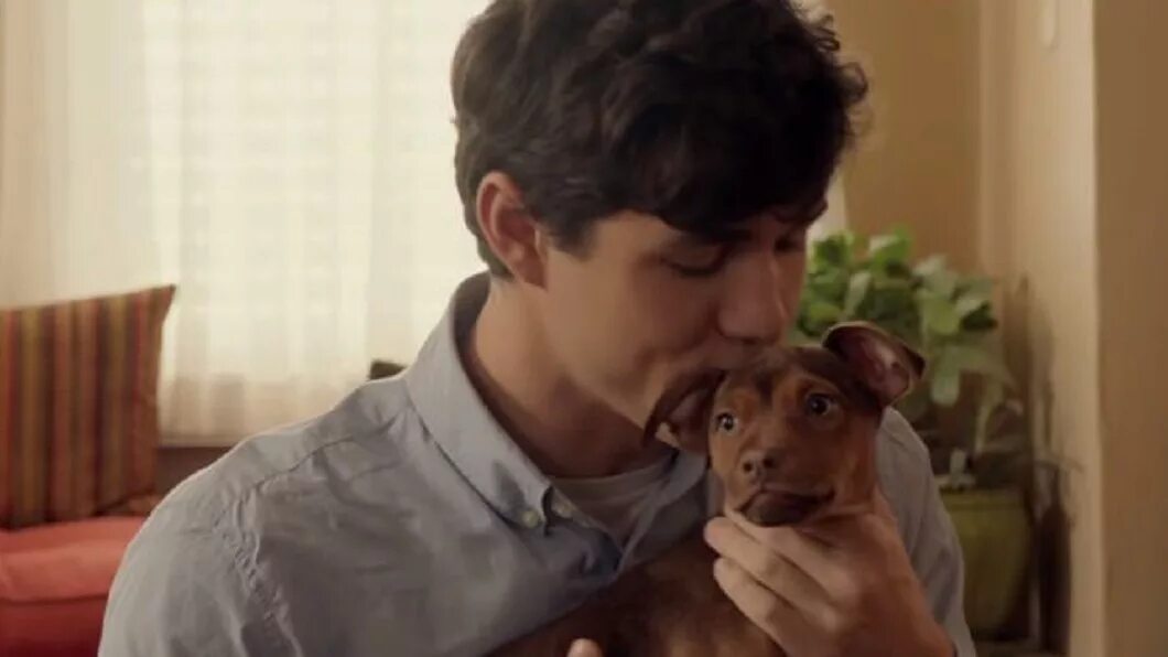 A dogs way home. Пума и собака. A dogs way home. A dogs way home. A dogs way home.