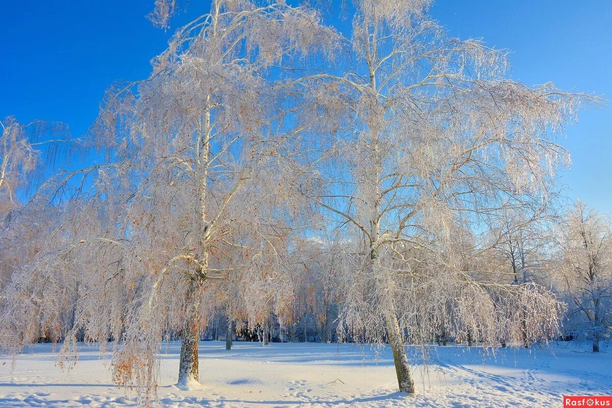 Зимняя березка. Береза зимой. Снежная береза. Береза зима. Береза в снегу.