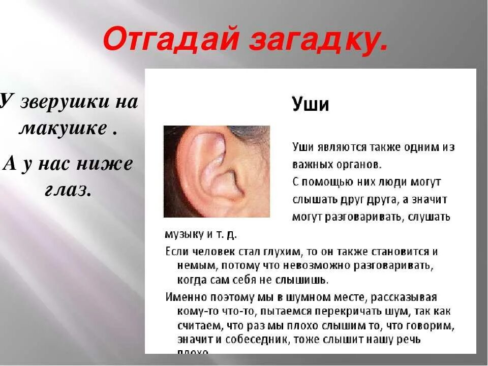 Интересные сведения об органе слуха. Загадка про уши. Интересное об ухе. Звуки это то что слышит ухо грамматические