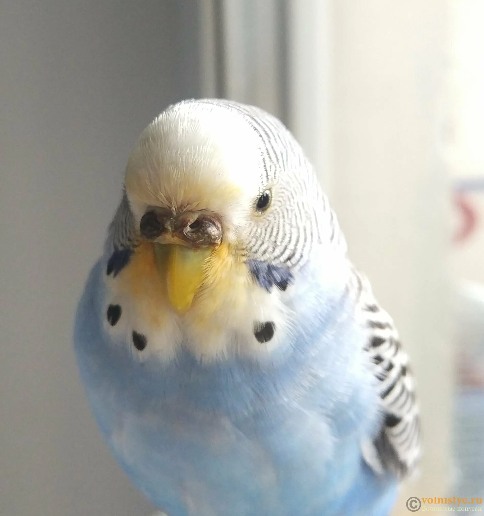 Восковица у волнистого попугая мальчика. Восковица у попугая девочки. Цвет восковицы у самок волнистых попугаев. Восковица самца волнистого. Восковица у попугая девочки.