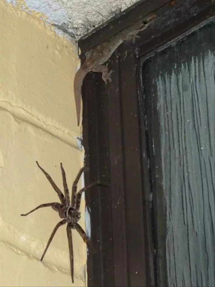 Bali Huntsman Spider on Sale bellady.by