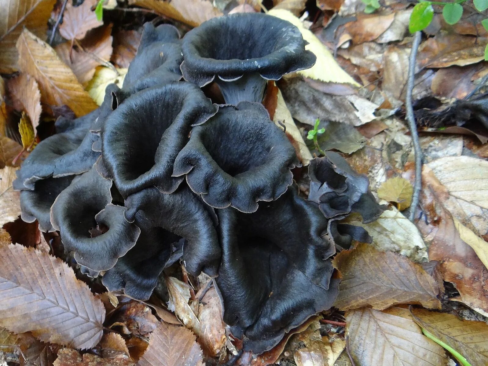 Craterellus Cornucopiodes Stuffed mushrooms, Fungi, Grapes