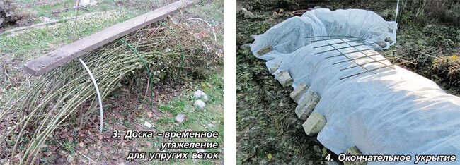 Как правильно укрыть плетистую розу на зиму. Укрытие роз спанбондом. укрытие плетистых роз. укрытие штамбовых роз на зиму. дуги для укрытия роз.