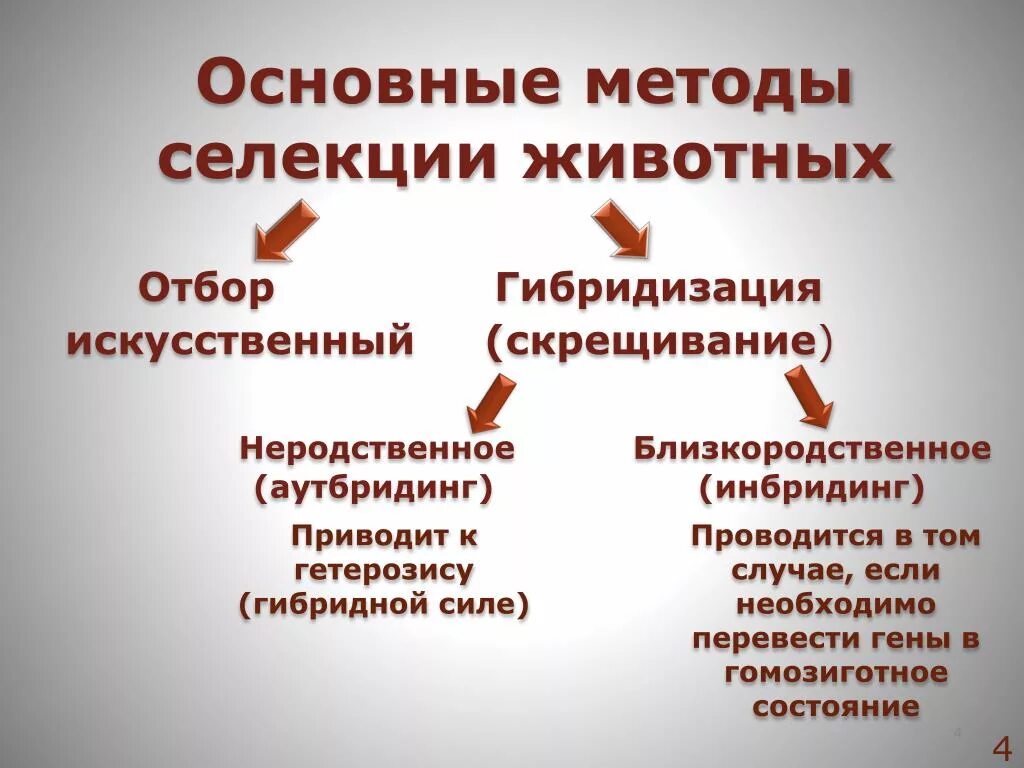 Искусственная гибридизация животных. Методы селекции: отбор, гибридизация, полиплоидия. Методы селекции животных. Основные методы селекци. Методы селекции животных схема.