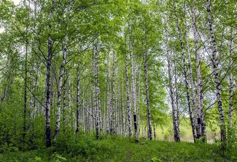 Светло березовой рощи
