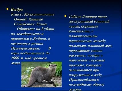 3 отряд млекопитающих