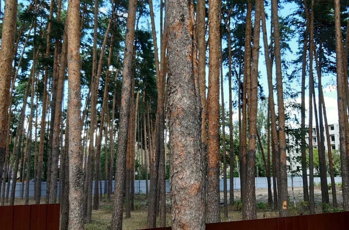 Пригородное лесничество тамбов. Пригородный тамбов. Снт лесовод тамбов. Кафе русалка тамбов пригородный лес старые фото. Плес пригородный лес тамбов.