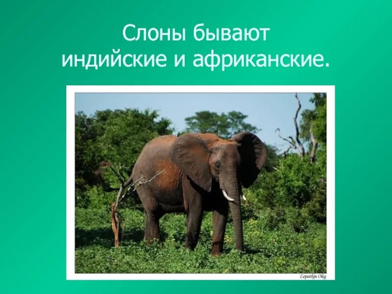 Характеристика слона. Индийский и африканские слоны. Где живут слоны. Описание слона. Африканские и индийские слоны отличия.