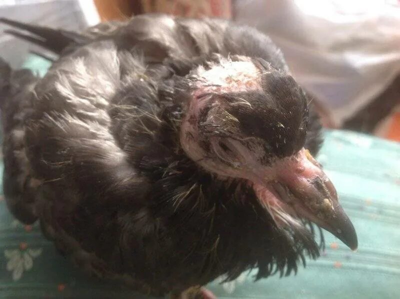 Болезнь ньюкасла (вертячка). Болезни птиц голубей. Орнитоз голубь орнитоз. Болезни птиц голубей. Болезни птиц голубей.