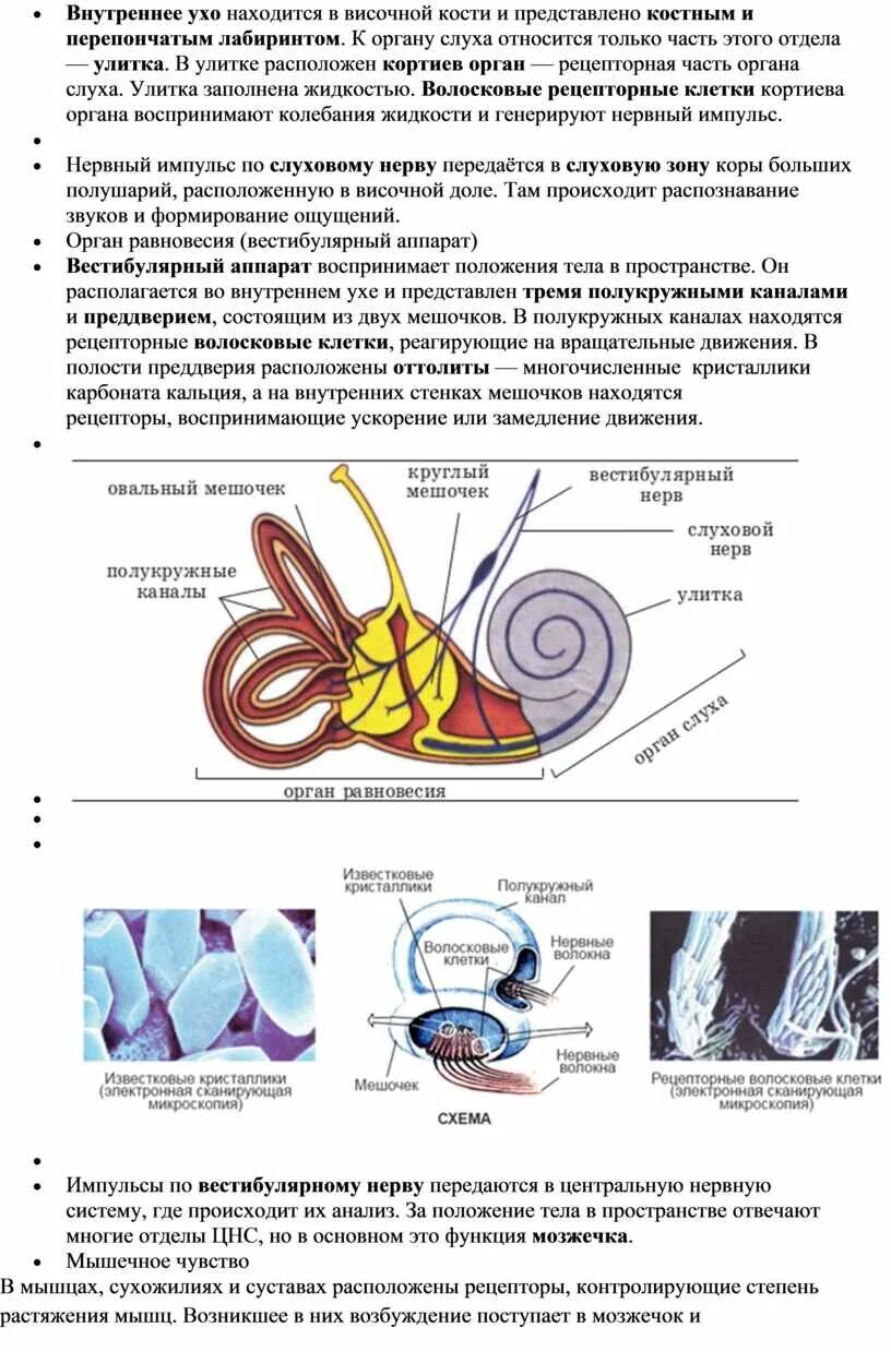 Вестибулярный аппарат расположен в ухе. Преддверие Лабиринта внутреннего уха. Внутреннее ухо располагается в височной кости. Схема внутреннего уха. Внутреннее ухо располагается в.