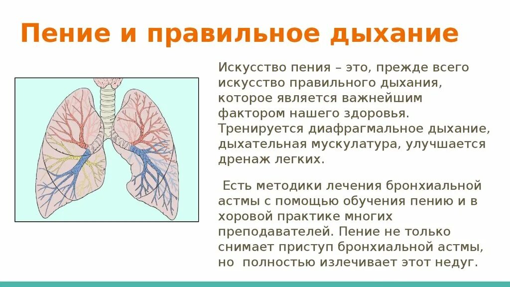 Правильным дыханием является. Дыхание методика пения. Легкие человека при пении. Дыхательная диафрагма. Типы певческого дыхания.