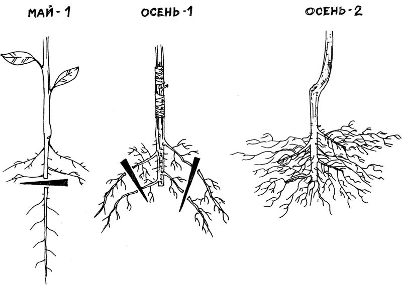 Корневая вишни. Корни черешни сбоку. Саженец яблони дички. Алыча корни. Корневая система черешни.