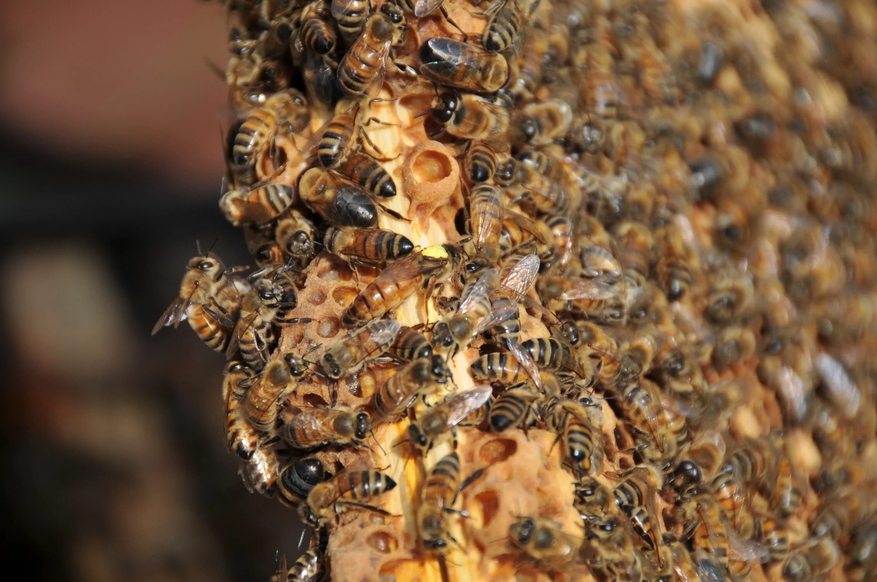 Купить семью пчел. Пчела Бакфаст. Роение пчел. Матка Бакфаст. Технология разведения пчел Бакфаст.