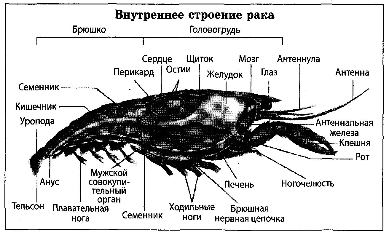 Строение креветки схема 7 класс. Внутренне строение ракообразных. Ракообразные схема органов. Класс ракообразные внешнее и внутреннее строение. Речной рак часть