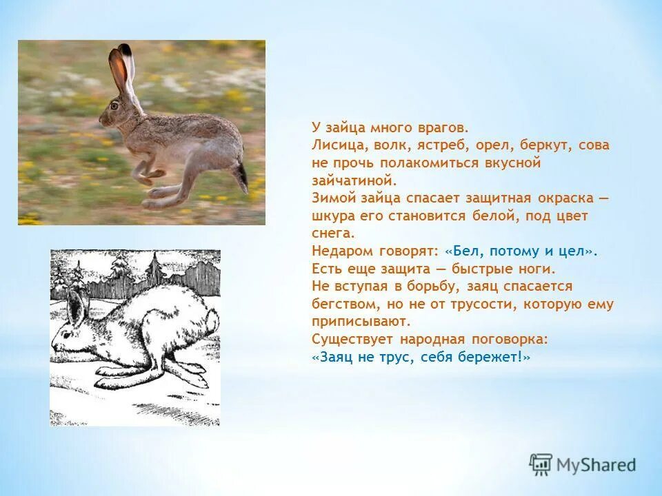 Мама заяц спасает. Как заяц спас пушкина. Зайцы спасены. Зайцы спасены. Классификация зайца.