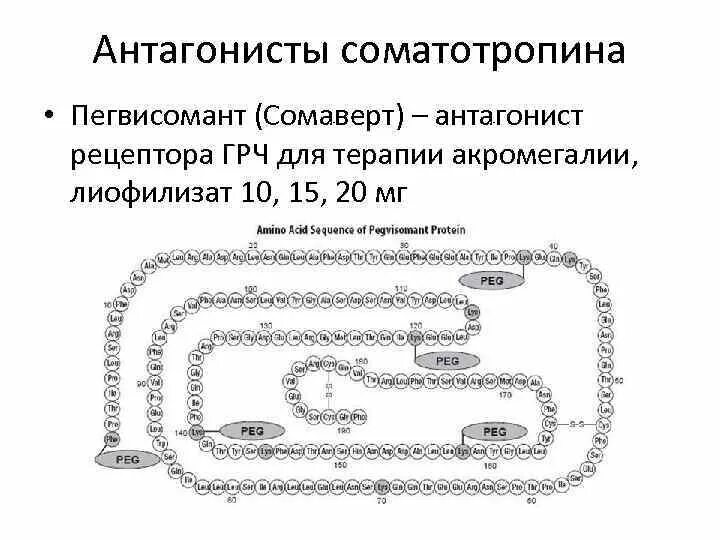 Гормоны антагонисты инсулина. Антагонисты соматотропина. Инсулин и гормон роста антагонисты. Соматотропин и инсулин взаимодействие. Соматотропин глюкагон