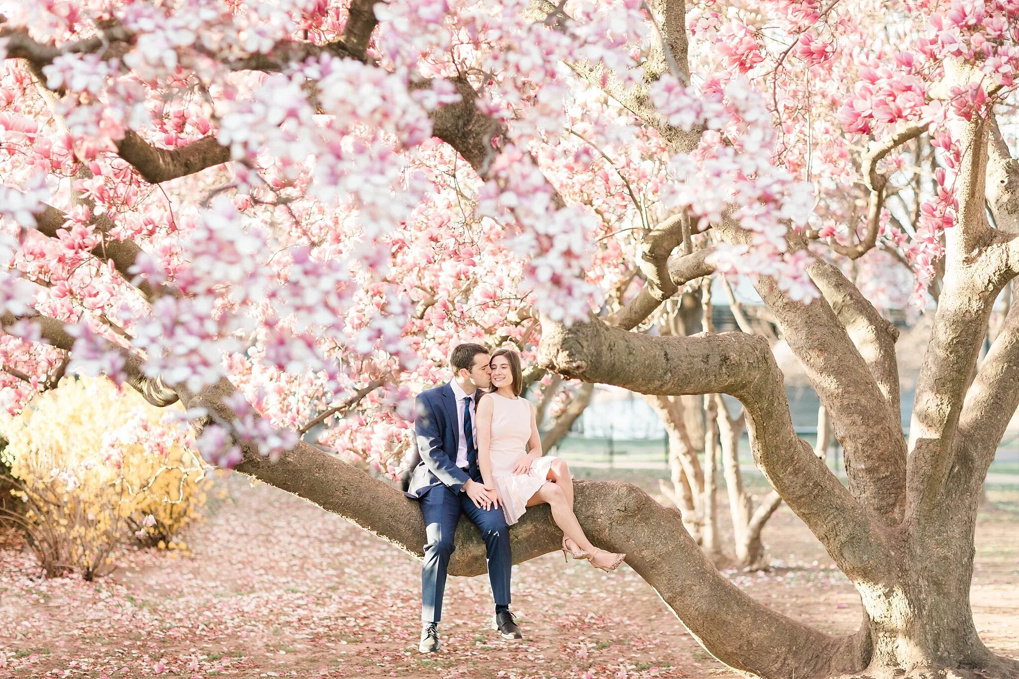Фотосессия на фоне цветущих деревьев. Фотосессия с сакурой. Влюбленные под сакурой. Влюбленные в цветущем саду. Сакуры человека